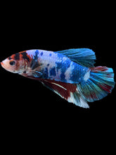 Load image into Gallery viewer, GIANT Male Halfmoon Plakat - Candy #2225 - Live Betta Fish
