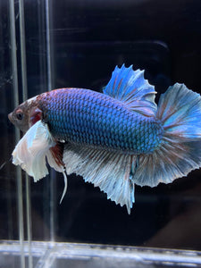 RARE GIANT Male Halfmoon Plakat - Dumbo #2226 - Live Betta Fish