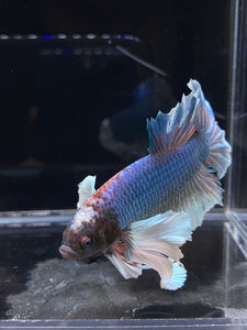 RARE GIANT Male Halfmoon Plakat - Dumbo #2226 - Live Betta Fish