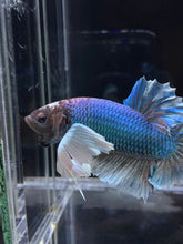 Load image into Gallery viewer, RARE GIANT Male Halfmoon Plakat - Dumbo #2226 - Live Betta Fish
