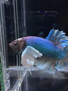 RARE GIANT Male Halfmoon Plakat - Dumbo #2226 - Live Betta Fish