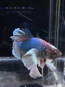 RARE GIANT Male Halfmoon Plakat - Dumbo #2226 - Live Betta Fish