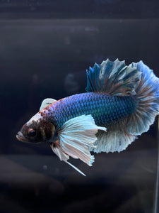 RARE GIANT Male Halfmoon Plakat - Dumbo #2226 - Live Betta Fish