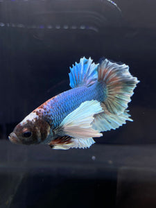 RARE GIANT Male Halfmoon Plakat - Dumbo #2226 - Live Betta Fish