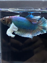 Load image into Gallery viewer, RARE GIANT Male Halfmoon Plakat - Dumbo #2226 - Live Betta Fish
