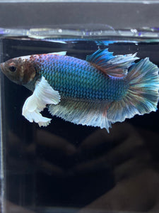 RARE GIANT Male Halfmoon Plakat - Dumbo #2226 - Live Betta Fish