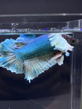 Load image into Gallery viewer, RARE GIANT Male Halfmoon Plakat - Dumbo #2226 - Live Betta Fish
