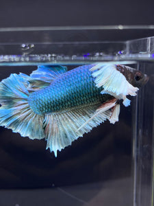 RARE GIANT Male Halfmoon Plakat - Dumbo #2226 - Live Betta Fish