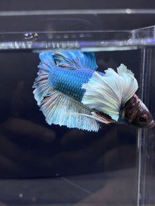 RARE GIANT Male Halfmoon Plakat - Dumbo #2226 - Live Betta Fish