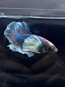 RARE GIANT Male Halfmoon Plakat - Dumbo #2226 - Live Betta Fish