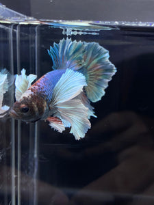 RARE GIANT Male Halfmoon Plakat - Dumbo #2226 - Live Betta Fish