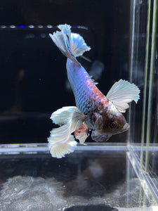 RARE GIANT Male Halfmoon Plakat - Dumbo #2226 - Live Betta Fish