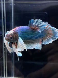 RARE GIANT Male Halfmoon Plakat - Dumbo #2226 - Live Betta Fish