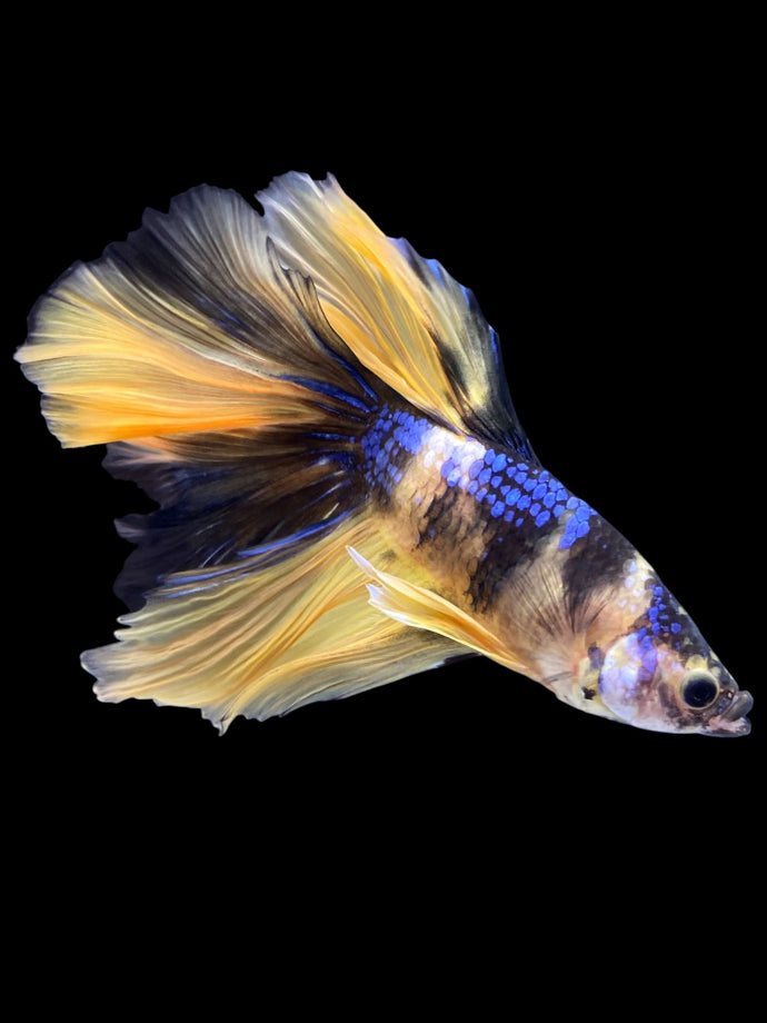 Male Halfmoon - Yellow Galaxy #2227 - Live Betta Fish