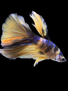 Male Halfmoon - Yellow Galaxy #2227 - Live Betta Fish