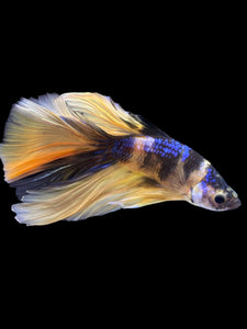 Male Halfmoon - Yellow Galaxy #2227 - Live Betta Fish