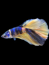 Load image into Gallery viewer, Male Halfmoon - Yellow Galaxy #2227 - Live Betta Fish
