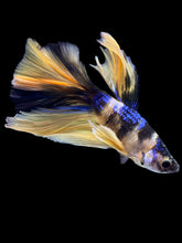 Load image into Gallery viewer, Male Halfmoon - Yellow Galaxy #2227 - Live Betta Fish
