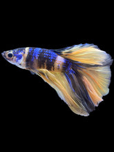 Load image into Gallery viewer, Male Halfmoon - Yellow Galaxy #2227 - Live Betta Fish

