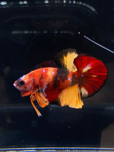 Male Halfmoon Plakat - Nemo Galaxy #2228 - Live Betta Fish