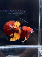 Load image into Gallery viewer, Male Halfmoon Plakat - Nemo Galaxy #2228 - Live Betta Fish
