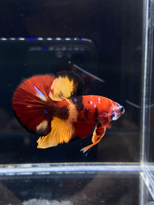 Male Halfmoon Plakat - Nemo Galaxy #2228 - Live Betta Fish