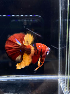 Male Halfmoon Plakat - Nemo Galaxy #2228 - Live Betta Fish