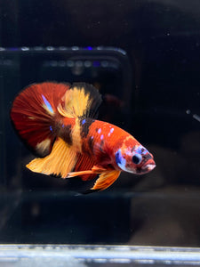 Male Halfmoon Plakat - Nemo Galaxy #2228 - Live Betta Fish