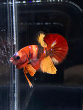 Load image into Gallery viewer, Male Halfmoon Plakat - Nemo Galaxy #2228 - Live Betta Fish
