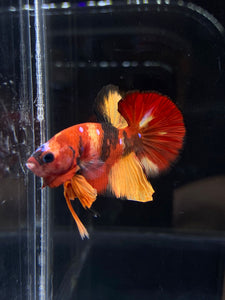 Male Halfmoon Plakat - Nemo Galaxy #2228 - Live Betta Fish