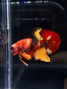 Male Halfmoon Plakat - Nemo Galaxy #2228 - Live Betta Fish