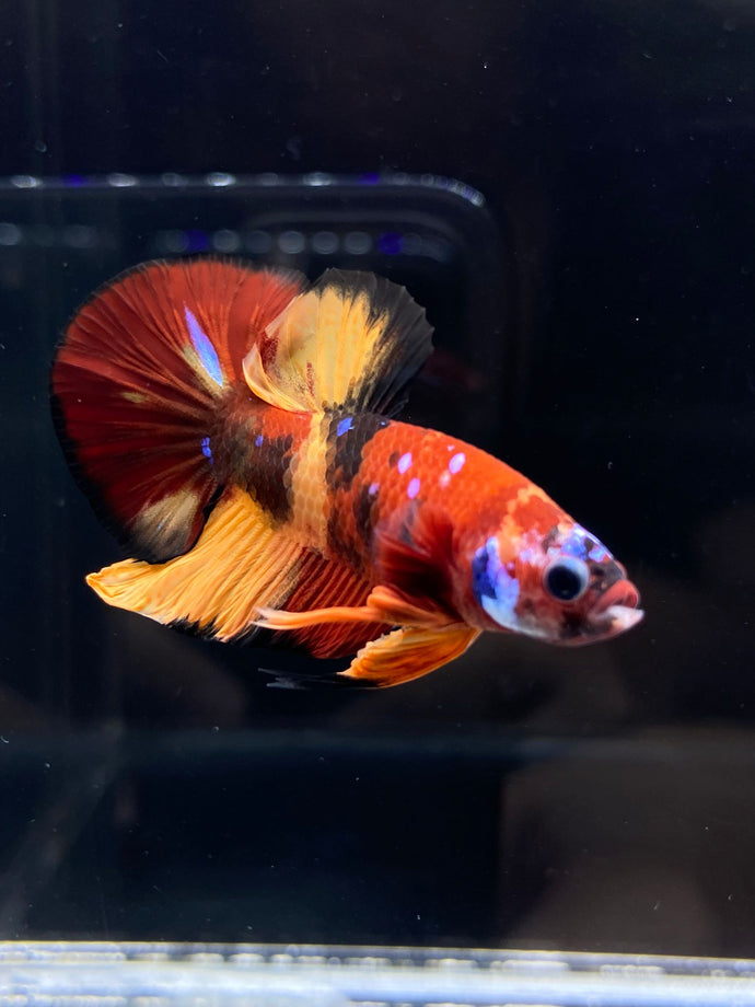 Male Halfmoon Plakat - Nemo Galaxy #2228 - Live Betta Fish