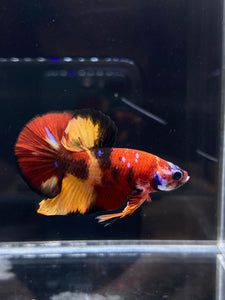 Male Halfmoon Plakat - Nemo Galaxy #2228 - Live Betta Fish