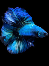 Load image into Gallery viewer, Male Fullmoon - Blue Emerald #2229 - Live Betta Fish

