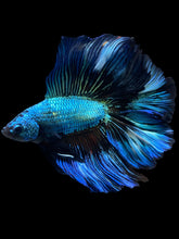 Load image into Gallery viewer, Male Fullmoon - Blue Emerald #2229 - Live Betta Fish
