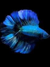 Load image into Gallery viewer, Male Fullmoon - Blue Emerald #2229 - Live Betta Fish
