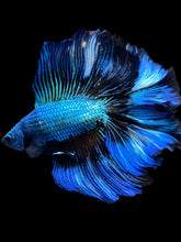 Load image into Gallery viewer, Male Fullmoon - Blue Emerald #2229 - Live Betta Fish
