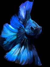 Load image into Gallery viewer, Male Fullmoon - Blue Emerald #2229 - Live Betta Fish
