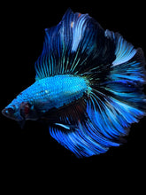 Load image into Gallery viewer, Male Fullmoon - Blue Emerald #2229 - Live Betta Fish
