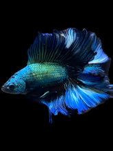 Load image into Gallery viewer, Male Fullmoon - Blue Emerald #2229 - Live Betta Fish
