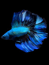 Load image into Gallery viewer, Male Fullmoon - Blue Emerald #2229 - Live Betta Fish
