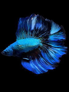 Male Fullmoon - Blue Emerald #2229 - Live Betta Fish