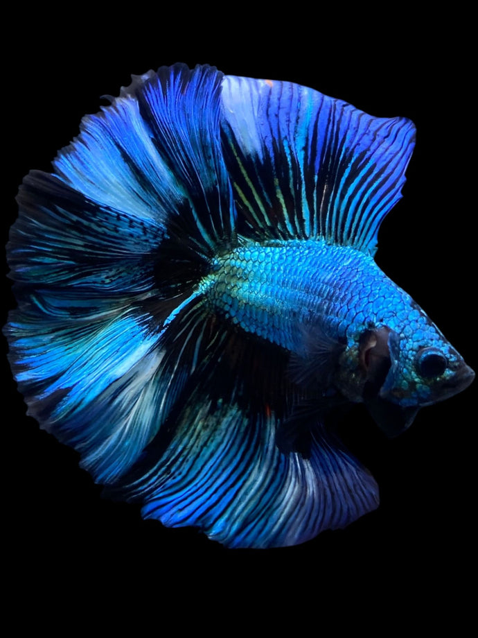 Male Fullmoon - Blue Emerald #2229 - Live Betta Fish