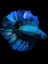 Load image into Gallery viewer, Male Fullmoon - Blue Emerald #2229 - Live Betta Fish
