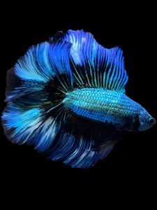 Male Fullmoon - Blue Emerald #2229 - Live Betta Fish