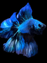 Load image into Gallery viewer, Male Fullmoon - Blue Emerald #2229 - Live Betta Fish
