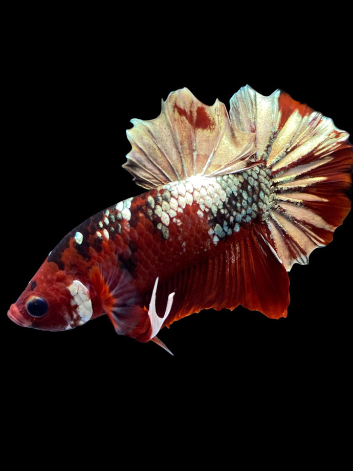 Male Halfmoon Plakat - Red Gold Glitter #2230 - Live Betta Fish