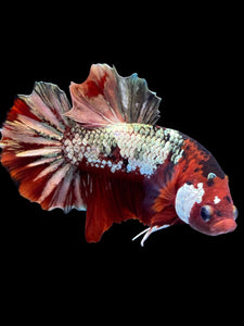 Male Halfmoon Plakat - Red Gold Glitter #2230 - Live Betta Fish