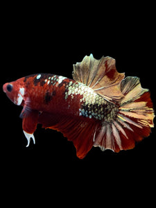 Male Halfmoon Plakat - Red Gold Glitter #2230 - Live Betta Fish