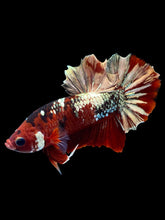 Load image into Gallery viewer, Male Halfmoon Plakat - Red Gold Glitter #2230 - Live Betta Fish
